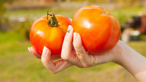 Woman's hand holding up two tomatoes